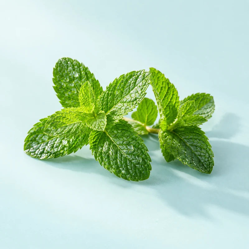 Peppermint Extract