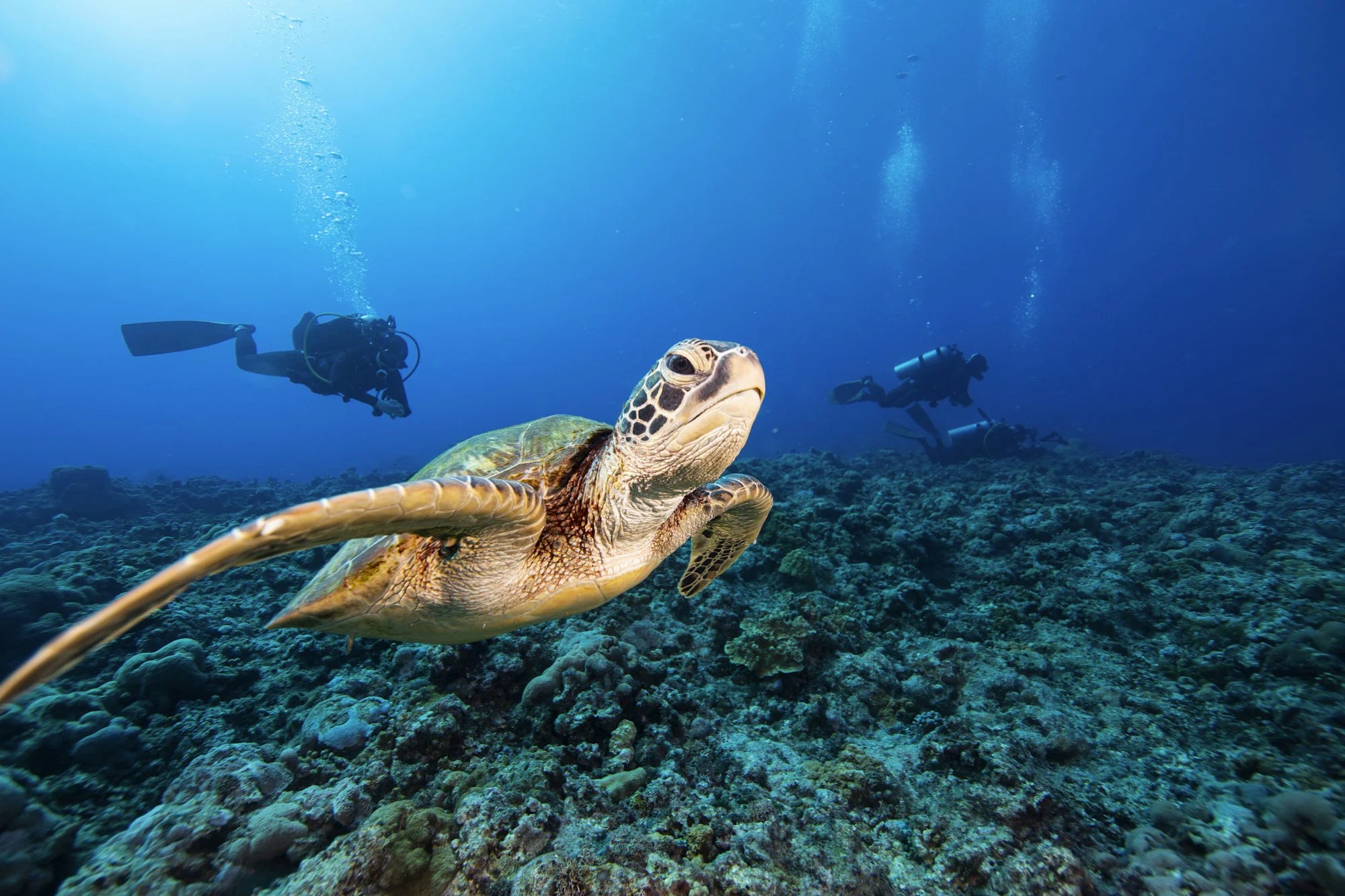 Sea turtle swimming over a coral reef